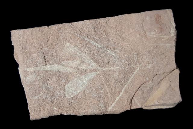 Ginkgoites cf. sibirica (HEER 1876) - Bild &copy; FossNet FossilienStore